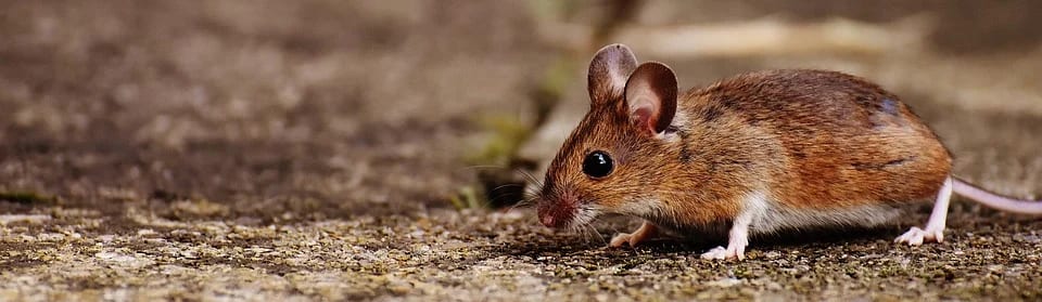 Muizen bestrijden door ongediertebestrijding All Clean Utrecht