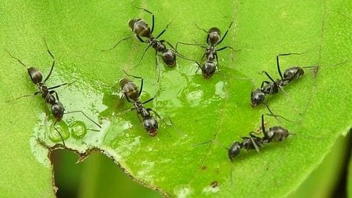 Mieren laten bestrijden door All Clean