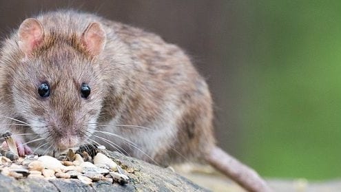 Ratten laten bestrijden door All Clean